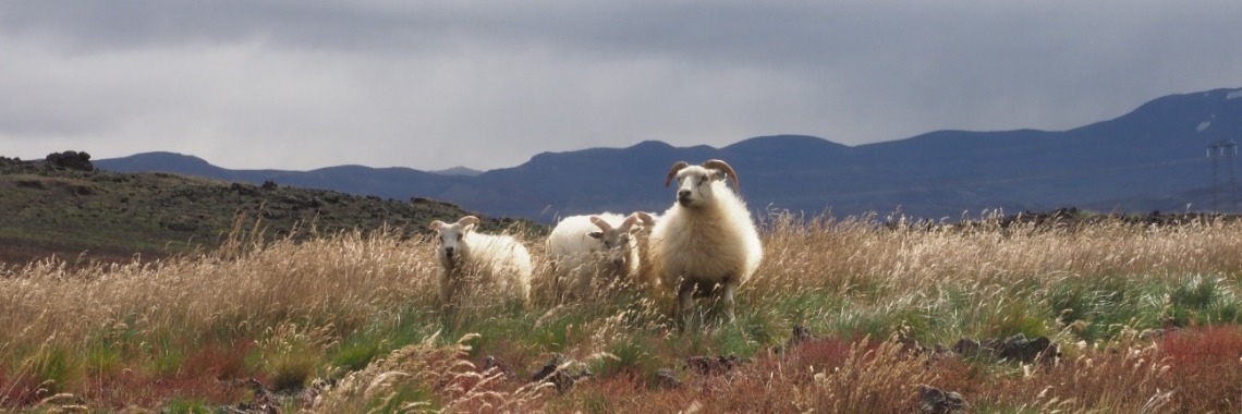 Fifty shades of green: Gjáin, where the fairies live. | Encaustichris