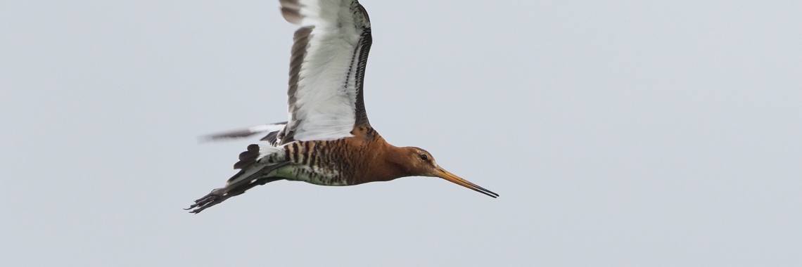 Vijftig tinten groen: Goudkeeltje, de Grutto. | Encaustichris