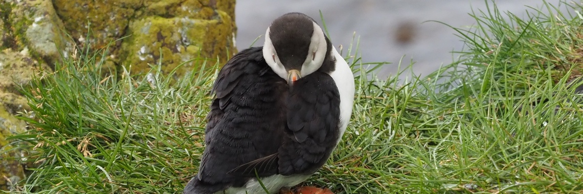 Vijftig tinten groen: Puffin Harbour, papegaaiduikertjes-haven. | Encaustichris