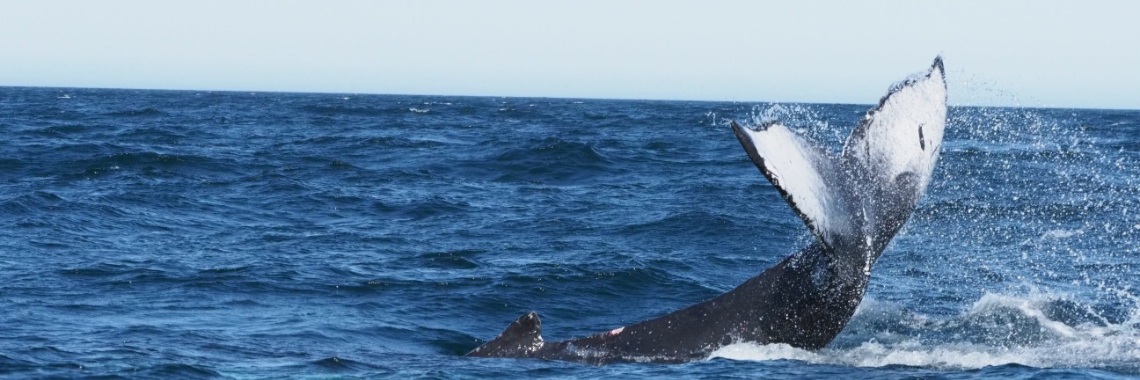 Vijftig tinten groen: Walvissafari! | Encaustichris