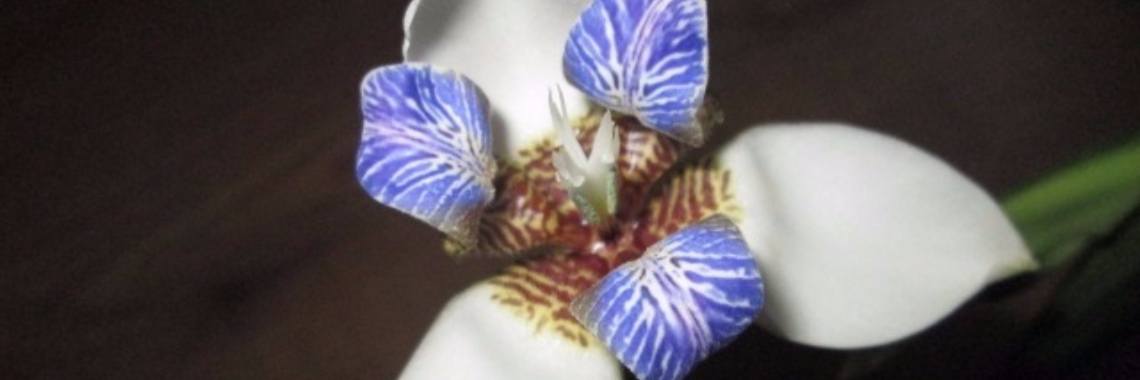 Neomarica Walking Iris, de grote onbekende | Encaustichris