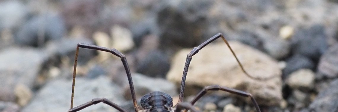 What a creep... | Encaustichris