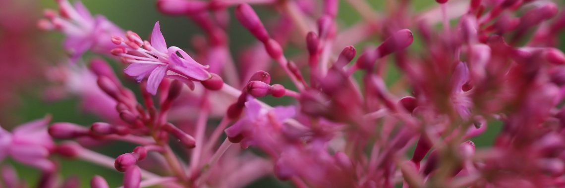 Yoors Flower 10-daagse, dag 19. We gaan door! | Encaustichris