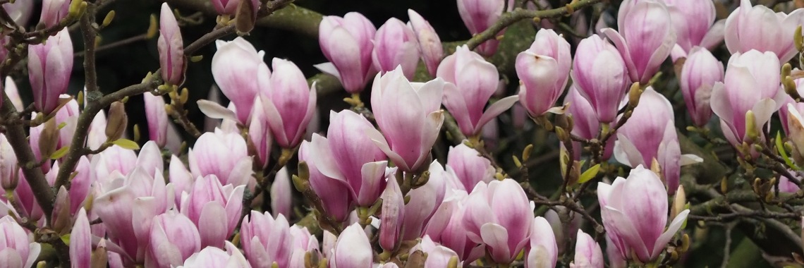 Yoors Flowerparade, dag 93: de Magnolia | Encaustichris