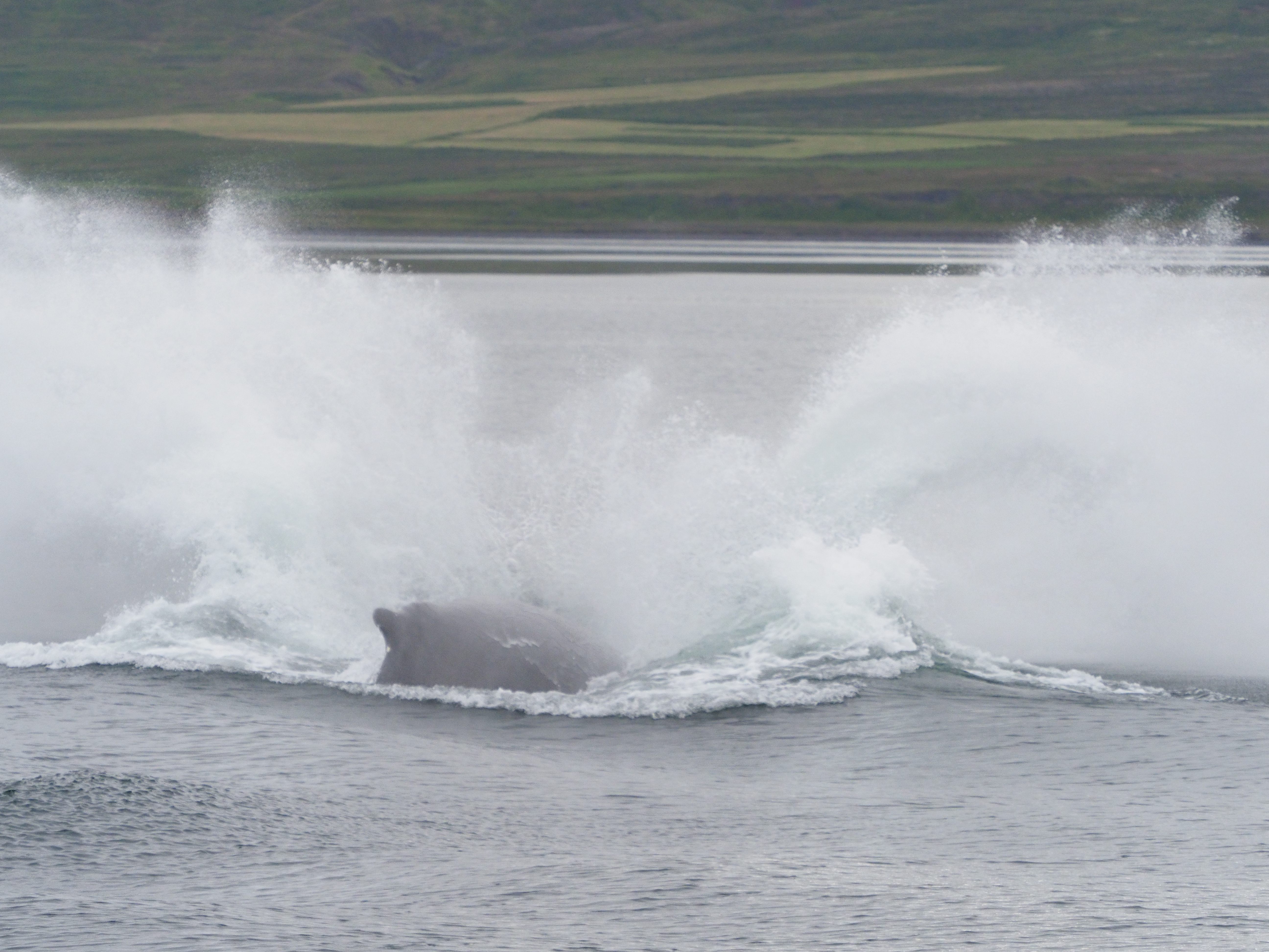 Vijftig tinten groen: De sprong van de walvis | Encaustichris