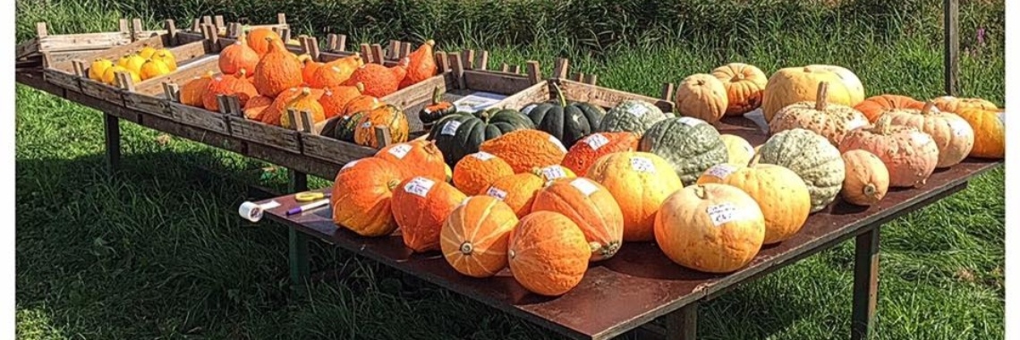 Herfst foto's | AmsterdamseMams