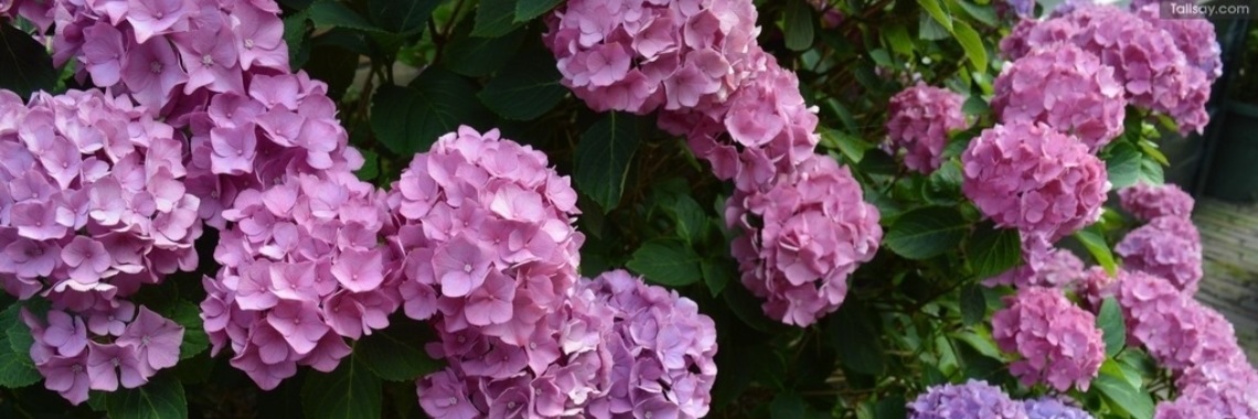 Mijn passie fotograferen | AmsterdamseMams