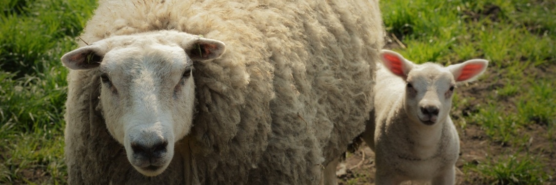 Natuurfotografie (schapen) | AmsterdamseMams
