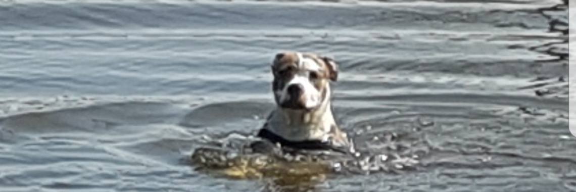 Actiefoto's van mijn Amerikaanse bulldog! | Dagelijkse dingen
