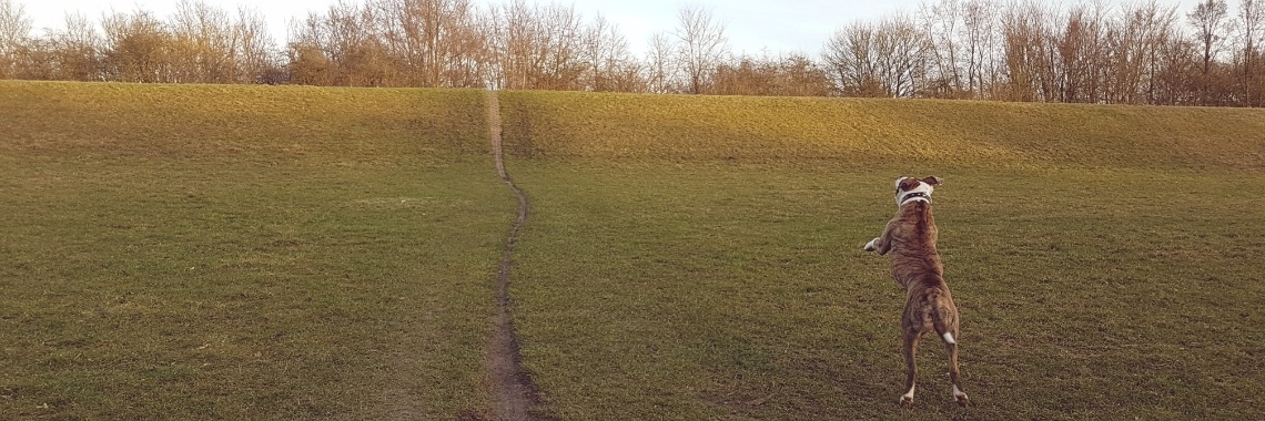 Wil jij voor mij stemmen? | Dagelijkse dingen