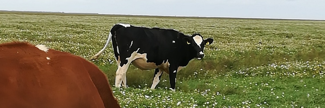 Zwangere koeien naar de slacht | Piteke van der Meulen