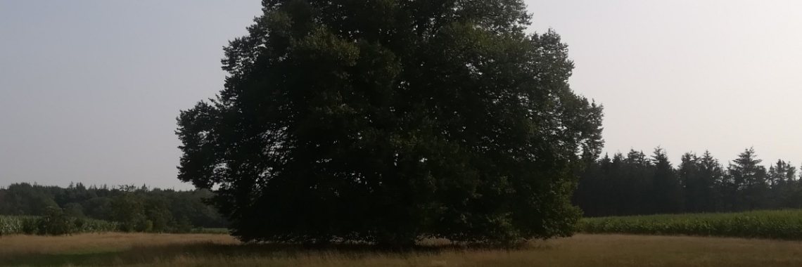 Alleenstaande boom | Piteke van der Meulen