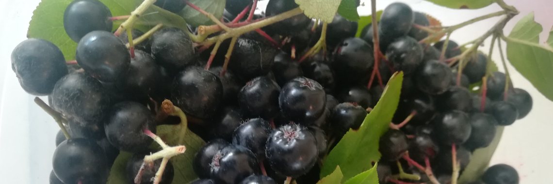 Appelbessen | Piteke van der Meulen