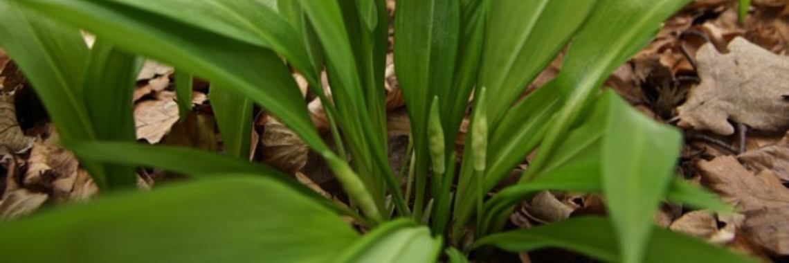 Daslook, de gratis knoflook | Piteke van der Meulen