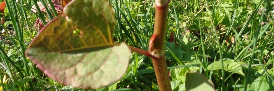 De kracht van de Japanse Duizendknoop | Piteke van der Meulen