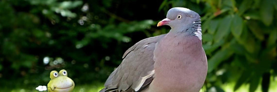 De mooie houtduiven in de tuin | Piteke van der Meulen