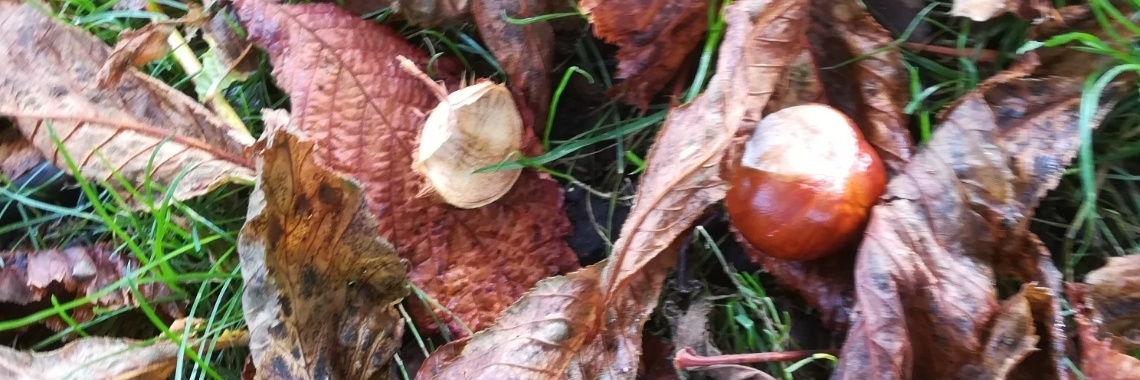 Herfst op de Joodse begraafplaats | Piteke van der Meulen