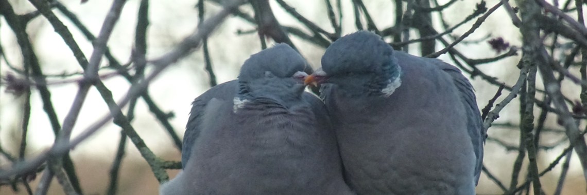 Wood pigeons, I love it | Piteke van der Meulen