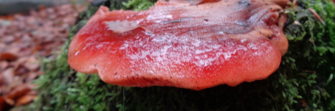 I eat vegan! | Piteke van der Meulen