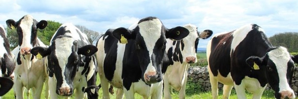 Jaarlijks duizenden koeien dood door zwerfafval | Piteke van der Meulen