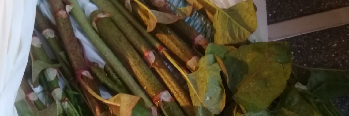 Moes maken van Japanse Duizendknoop in april | Piteke van der Meulen