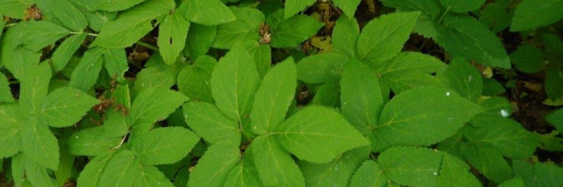 Pesto maken van zevenblad | Piteke van der Meulen
