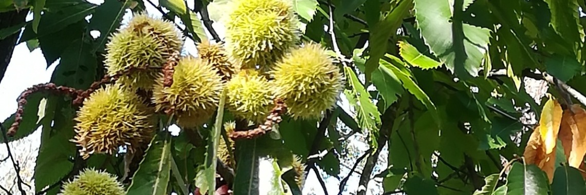 Tamme kastanjes eten - mijn eerste keer | Piteke van der Meulen