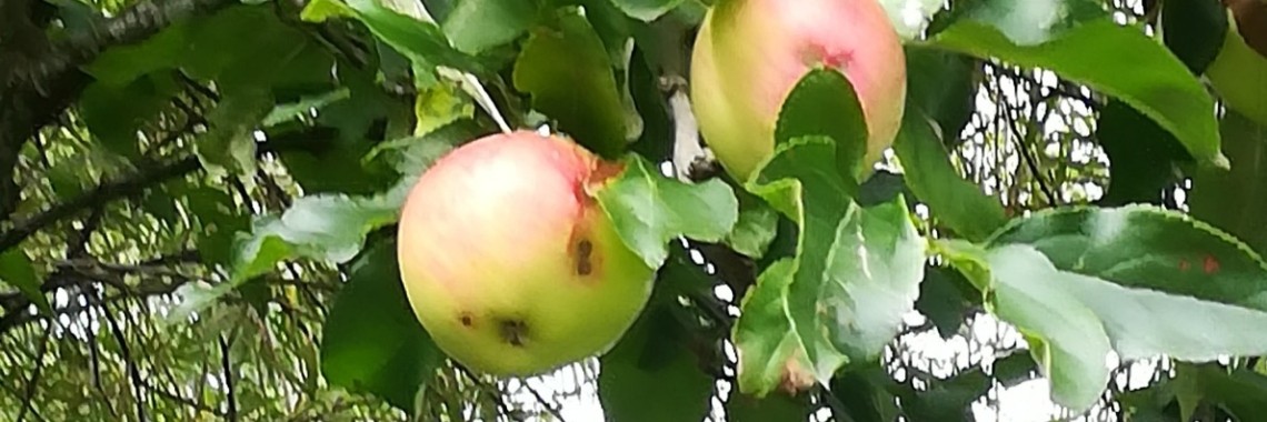 Wilde appels plukken - Yoors