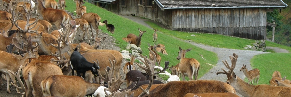 Wildpark Aurach in Tirol | Piteke van der Meulen