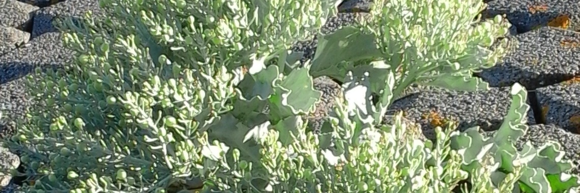 Zeekool | Piteke van der Meulen