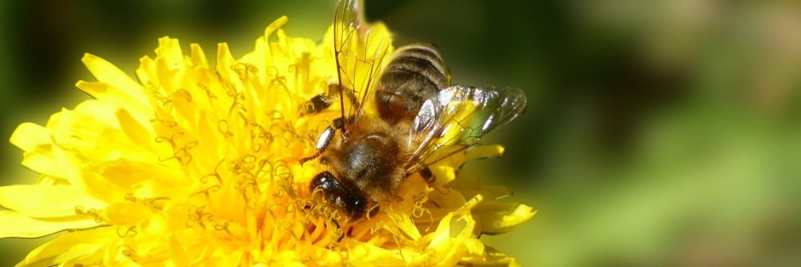 Bijen en hommels in nood. | Leonie
