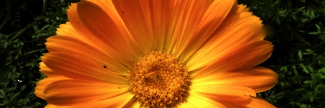 Recept voor goudsbloemzalf | Leonie