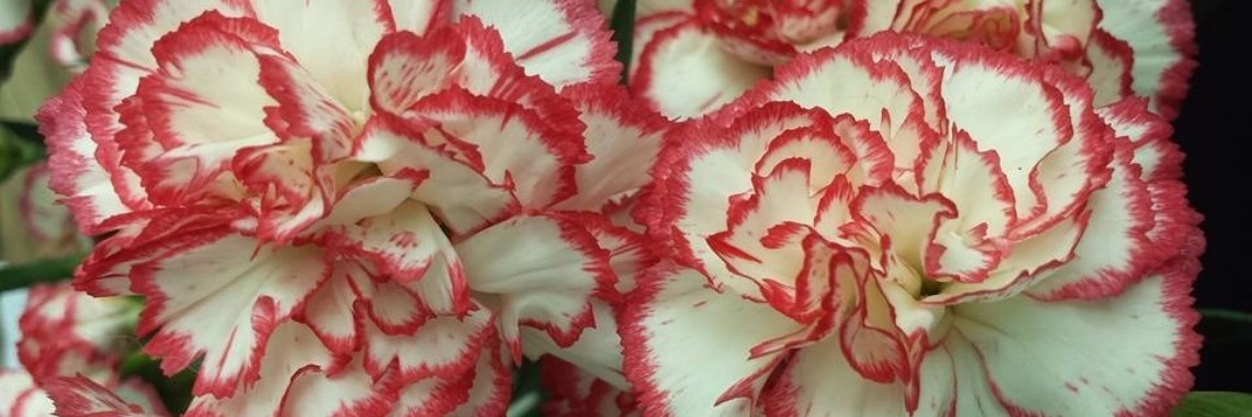 Vandaag ga ik weer op foto-jacht. | Leonie