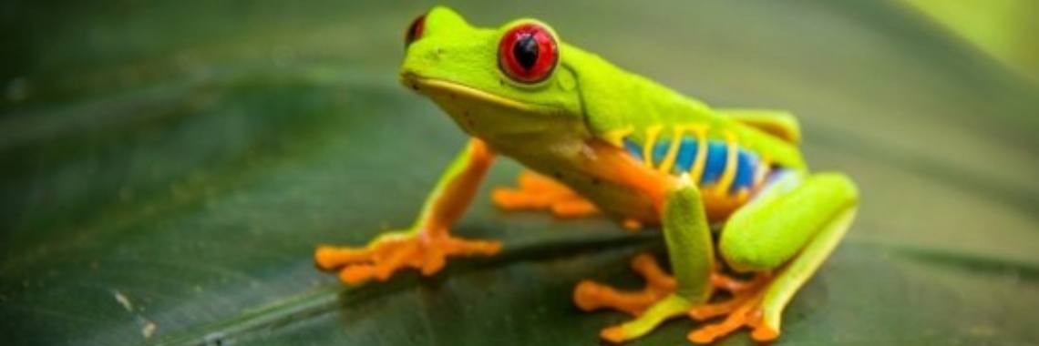 Stil zitten als een kikker. | jedid