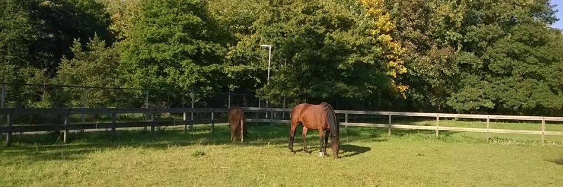 Blije paarden op manege De Hazelaar | Tien