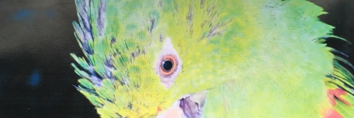 Traveling Photographs- Brazilian Parrots | Aida Majzoub