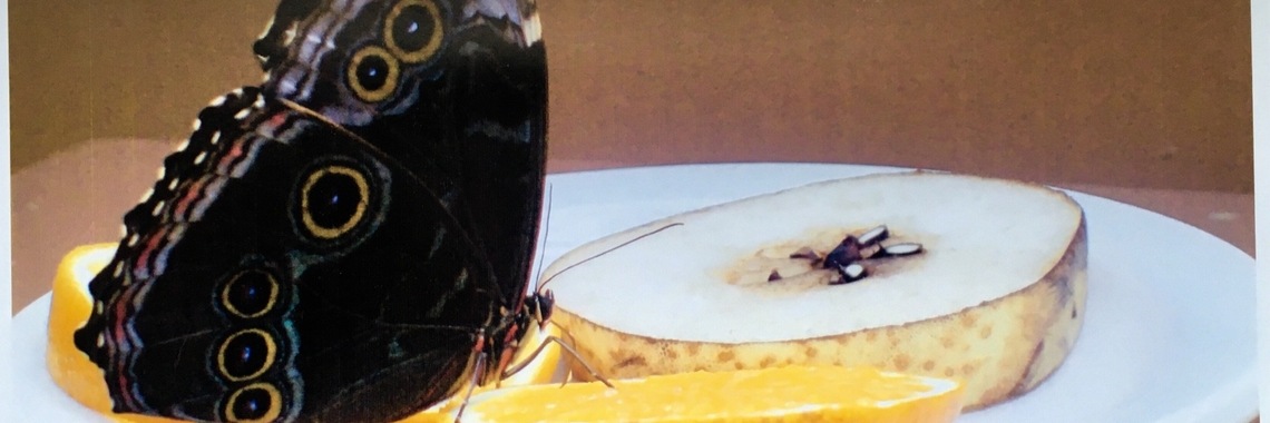 Traveling Photographs- Canadian Butterflies | Aida Majzoub