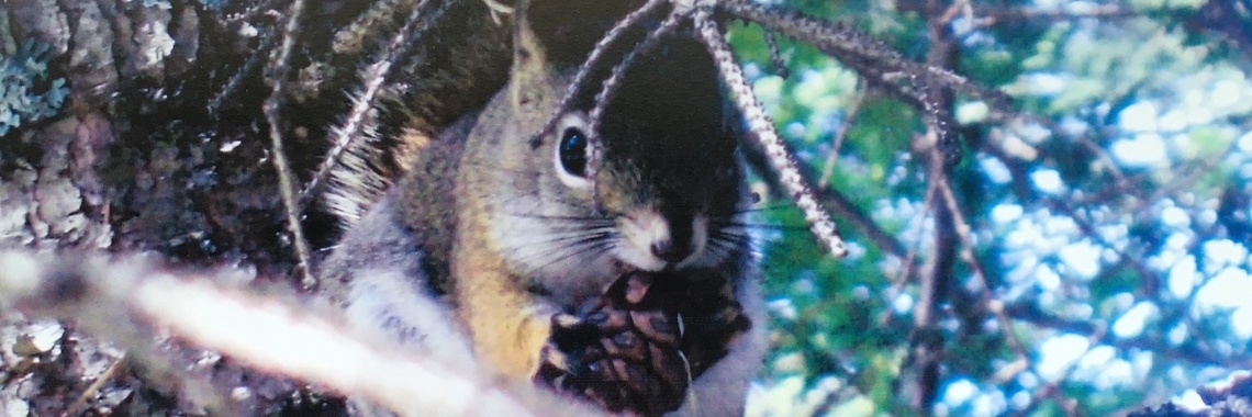 Traveling Photographs- Canadian Squirrel | Aida Majzoub