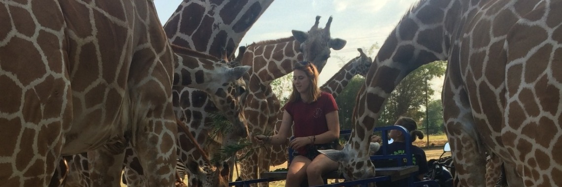 Taking Naps With The Tigers  | Dutchessonthemove