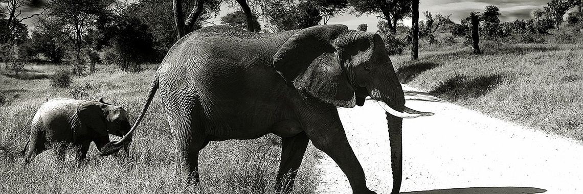 top of flop dieren dag  | Kawaii Wolfy de Graaff