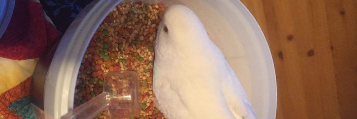 Naughty parakeets. | mikodo