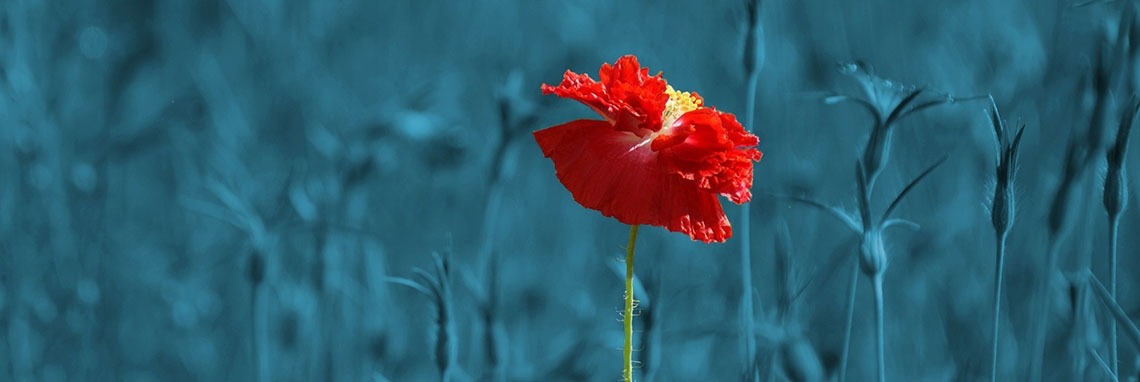 Donorschap(pelijk) | Do