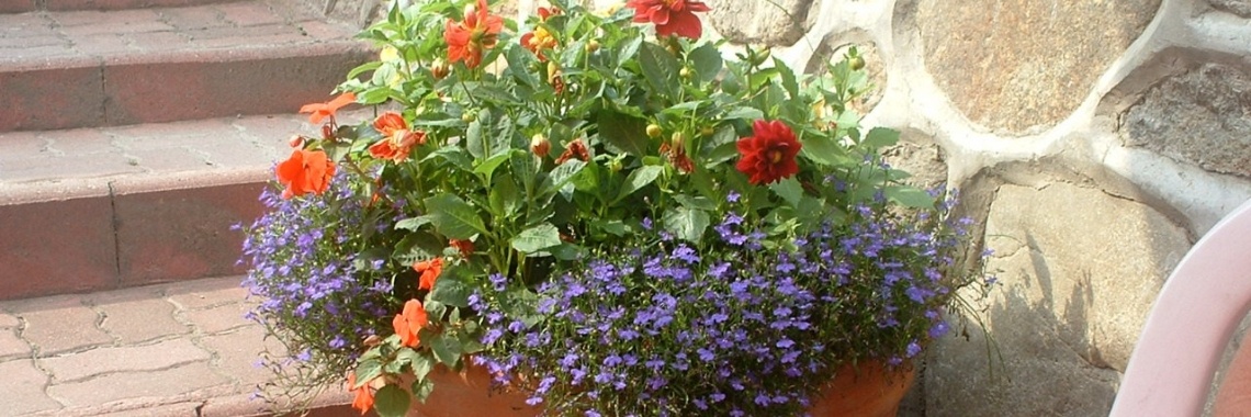 15 augustus Mariadag | casapapusilor