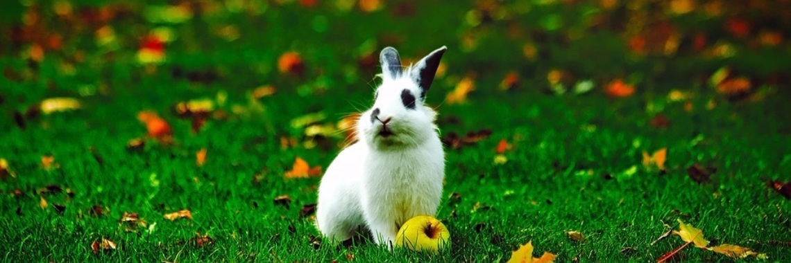 Knappe Konijnen! | Dierengedragdeskundige