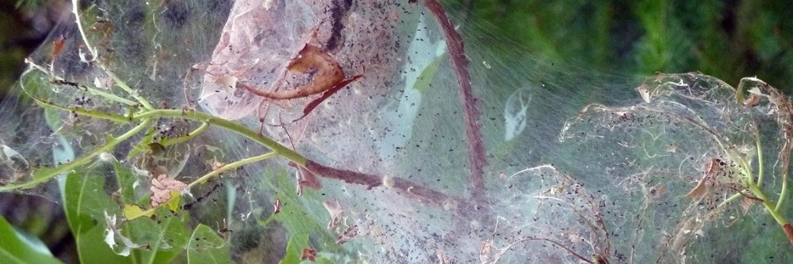 Angst voor spinnen | B3th