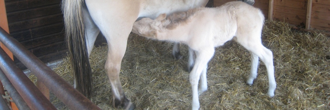 Dieter en Dieter | DC Staelens