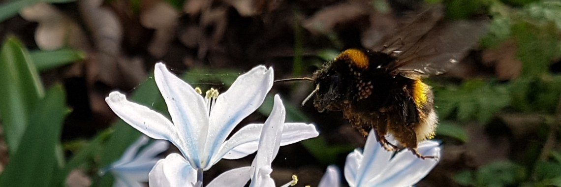 Natuur (in Nederland), Hoe is het ermee gesteld en wat is het... | DC Staelens