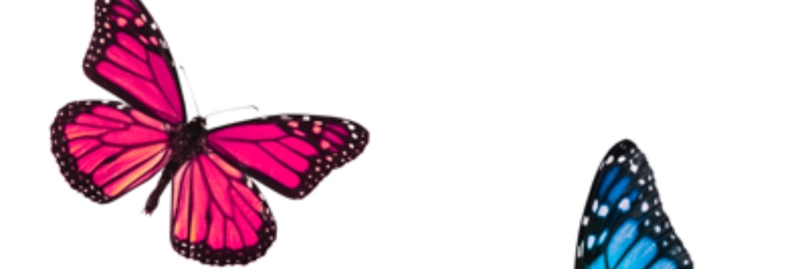 Vlinders in mijn buik | Kevin Wauters