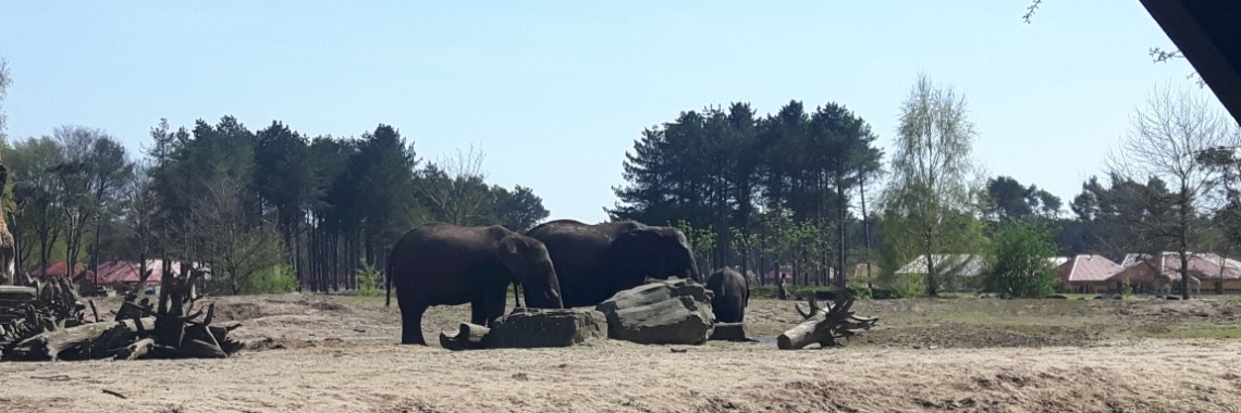 Domme Fransen? Jachtluipaard valt mensen (bijna) aan | KimsBlog