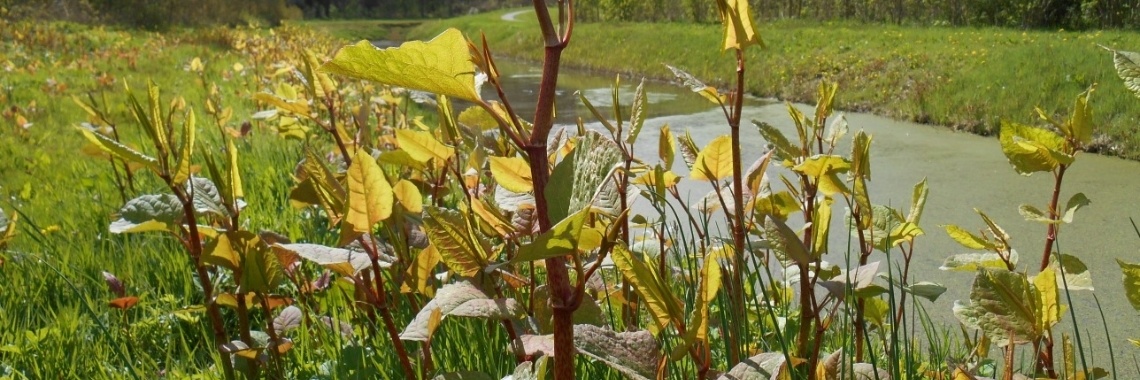 Ode aan Japanse duizendknoop... :) | Anneke Bleeker